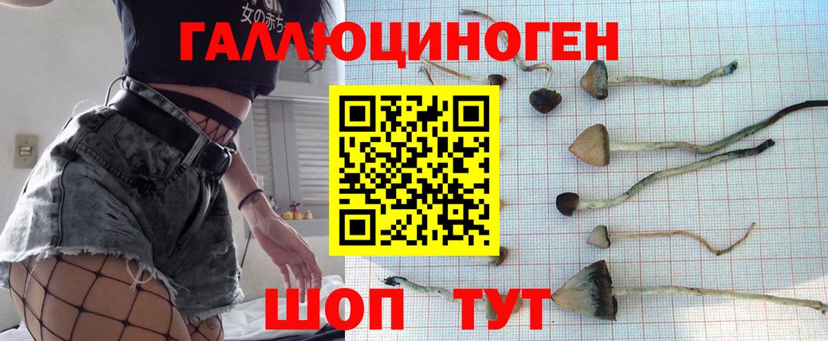 Псилоцибиновые грибы Psilocybine cubensis  где найти   Муром  Вход с VPN 
